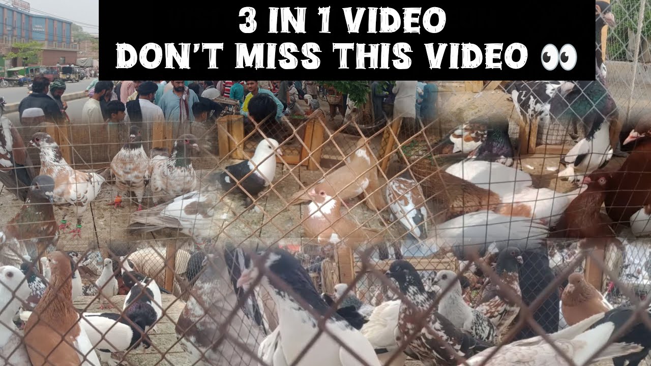 Very important video|@ChanduMultanipigeons786