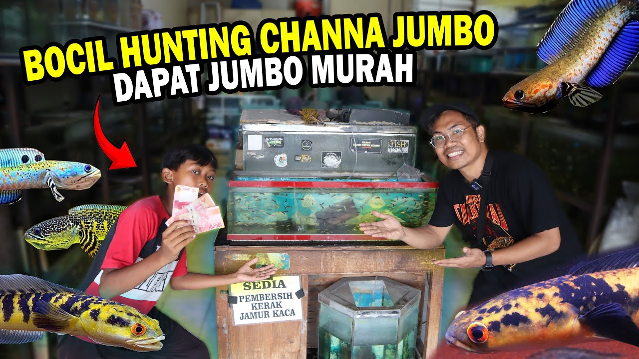 HUNTING CHANNA JUMBO?? TRAKTIR BOCIL RASTA DI TOKO FOA IKAN HIAS