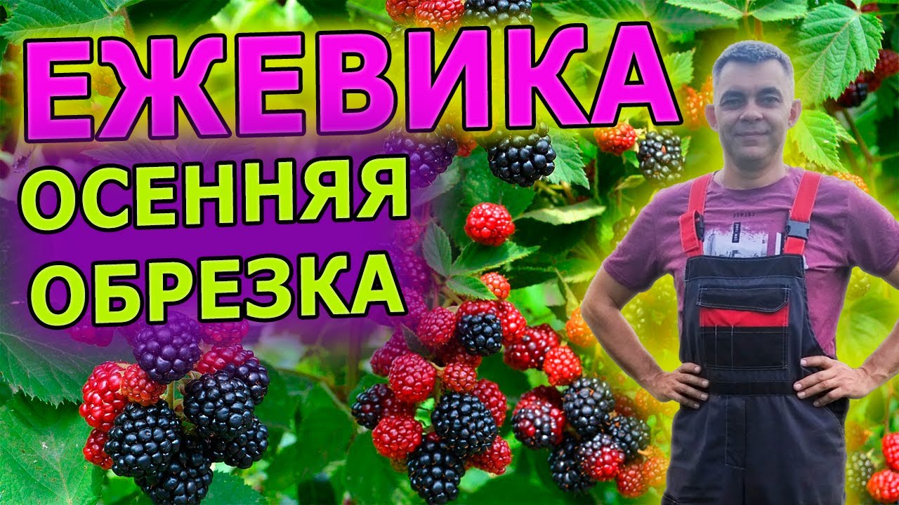 Как обрезать ежевику осенью пошаговая инструкция Как пригнуть стебли ежевики  #garden