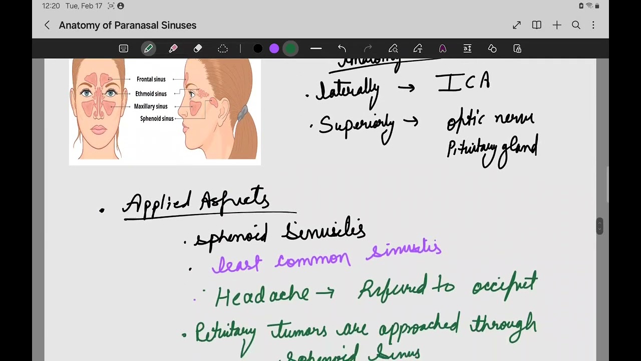 ANATOMY OF PARANASAL SINUSES PART 2 #ENT #MBBS #UG