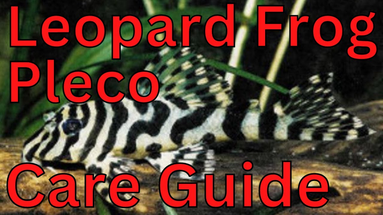 Leopard Frog Pleco Care Guide L134 | Peckoltia compta