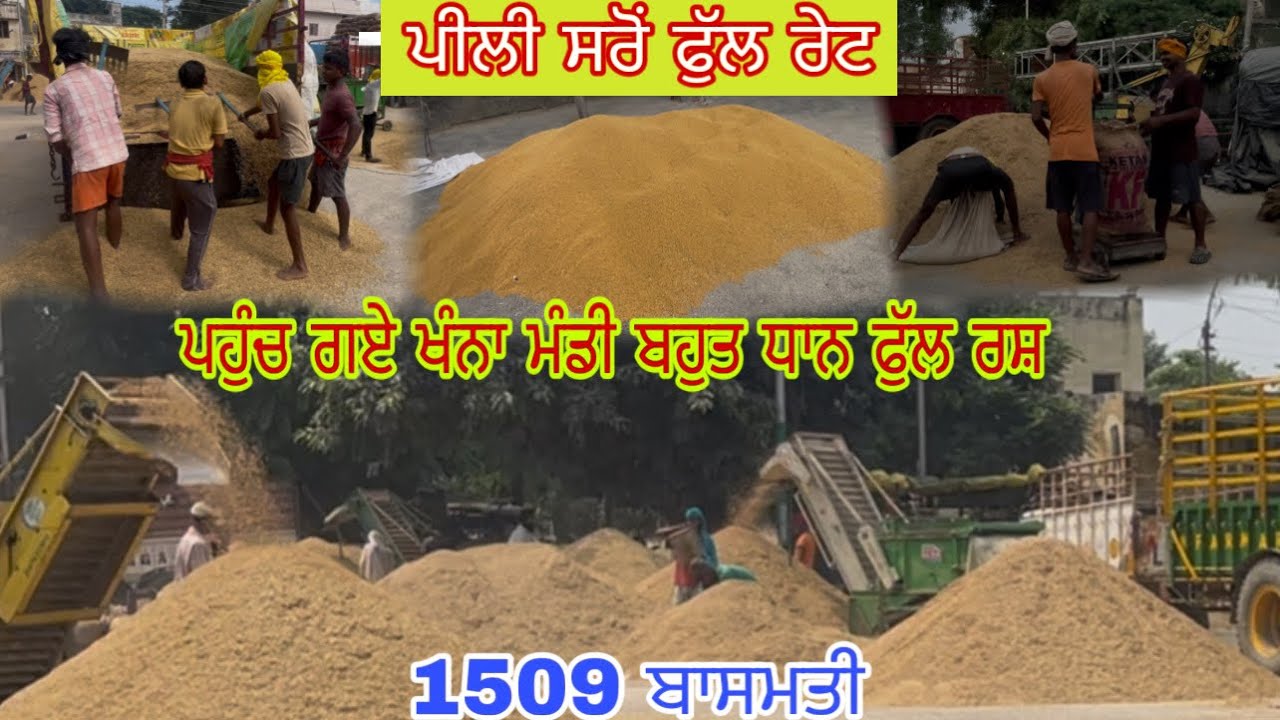 ਇਸ ਵਾਰੀ ਬਾਸਮਤੀ ਦਾ ਝਾੜ ਬਹੁਤ ਘੱਟ🌾ਰੇਟ ਵੀ ਘੱਟ ਇਸ ਵਾਰੀ ਬਾਸਮਤੀ ਦਾ ਓਖਾ✅🙏