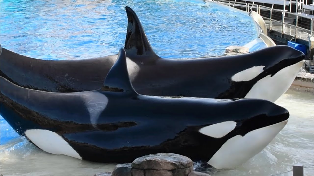 Corky, Makani, and Keet during Inside Look at SeaWorld San Diego January 15, 2024