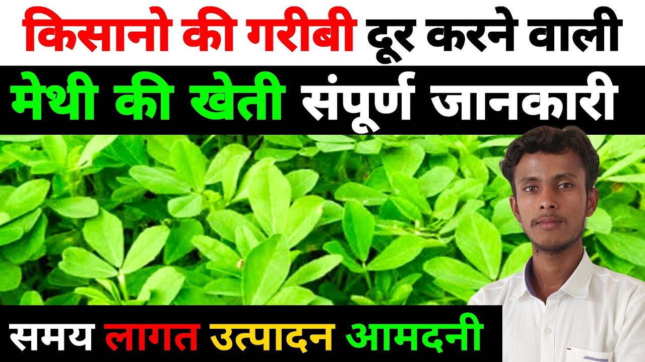 मेथी की खेती कैसे करे | मेथी की खेती | fenugreek | methi ki kheti | methi ki kheti kaise karte hai