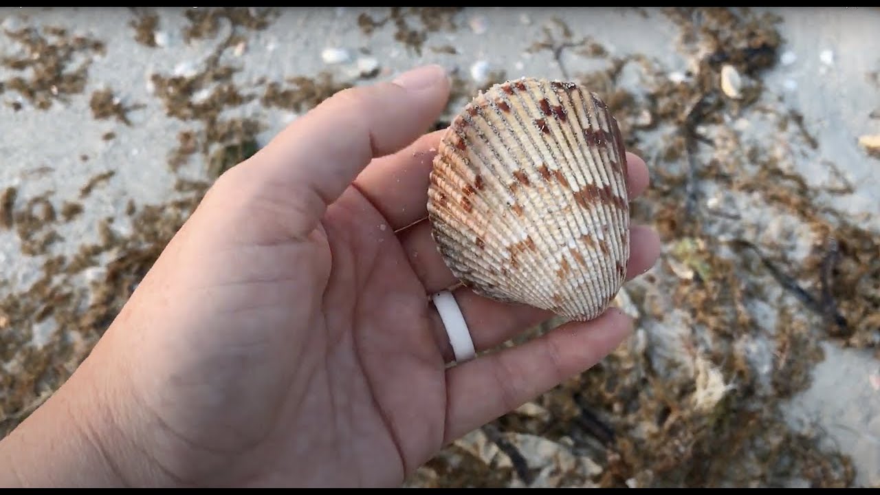 Episode 1: Shelling and a Sunset! 🌅