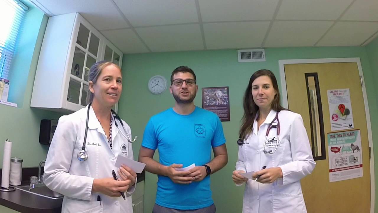 Main Street Veterinary Hospital - Cornelius, NC
