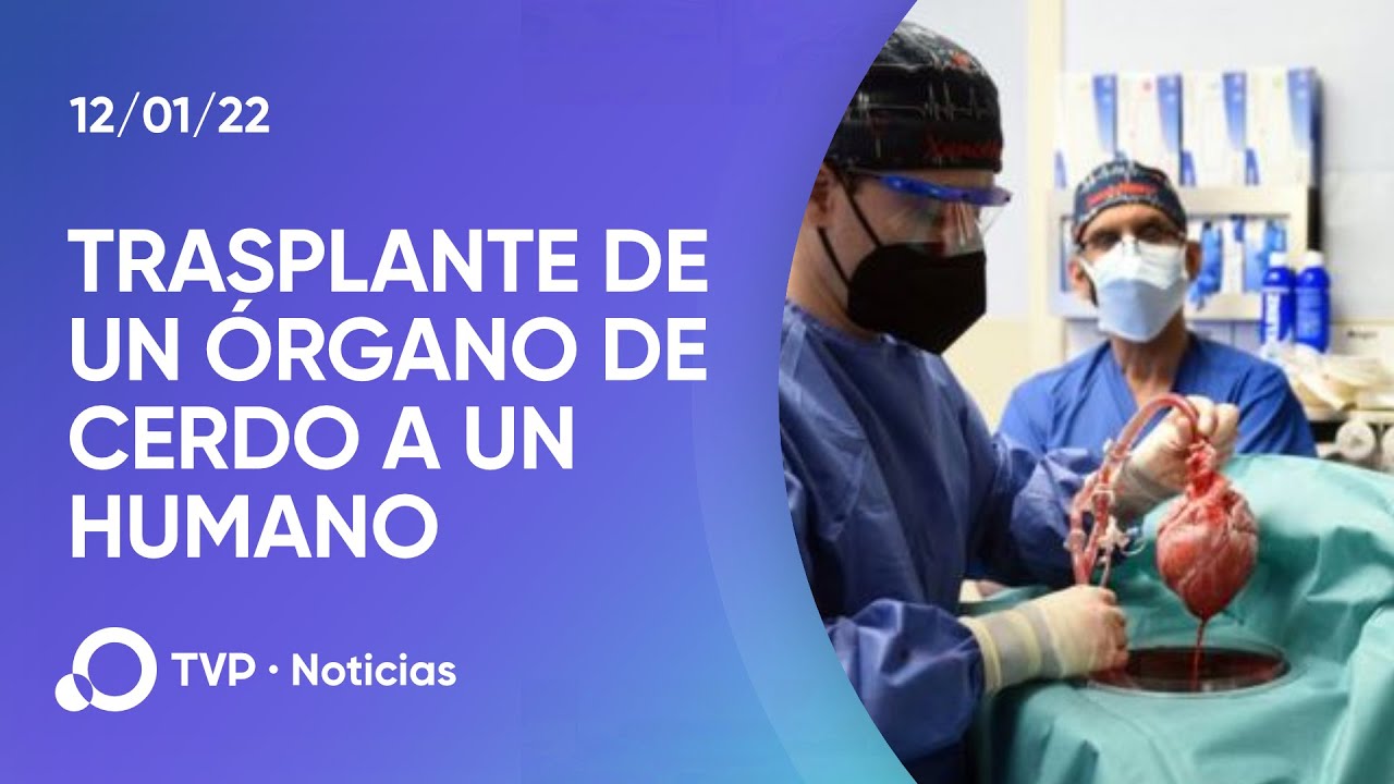 El primer trasplante con éxito de un corazón de cerdo  a un humano