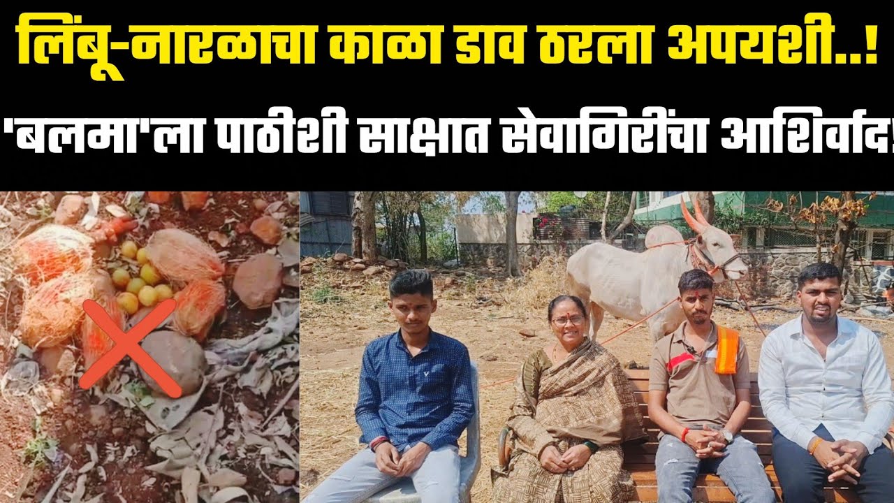 लिंबू-नारळाचा काळा डाव ठरला अपयशी; 'बलमा'ला पाठीशी साक्षात सेवागिरींचा आशिर्वाद! 