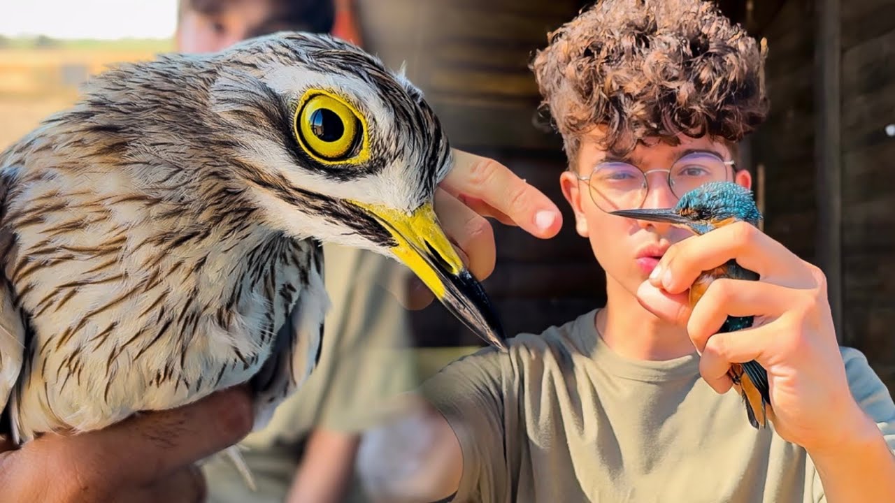 M&Aacute;S DE 200 AVES ANILLADAS Y LIBERADAS 😳