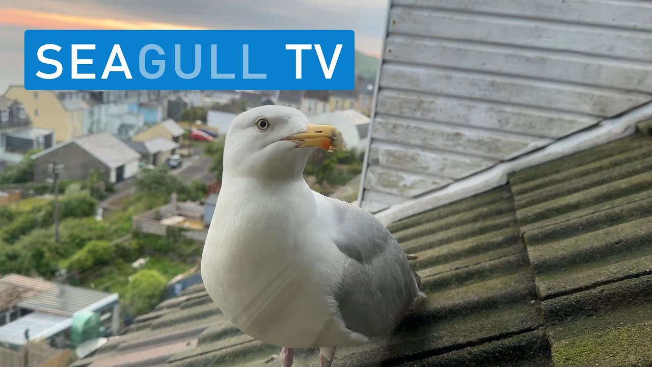 Returning Gulls Looking For Food!! - Seagull TV EP 88