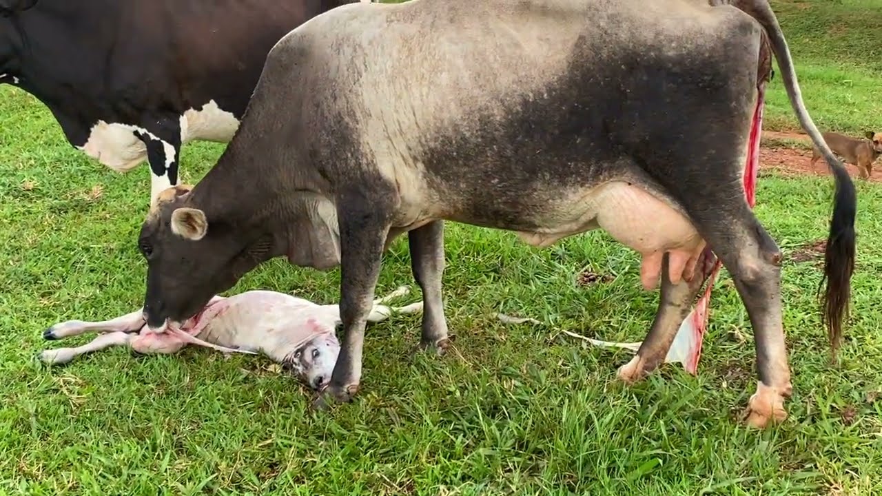 Mais uma cria na fazendinha 🐮👨‍🌾🙌