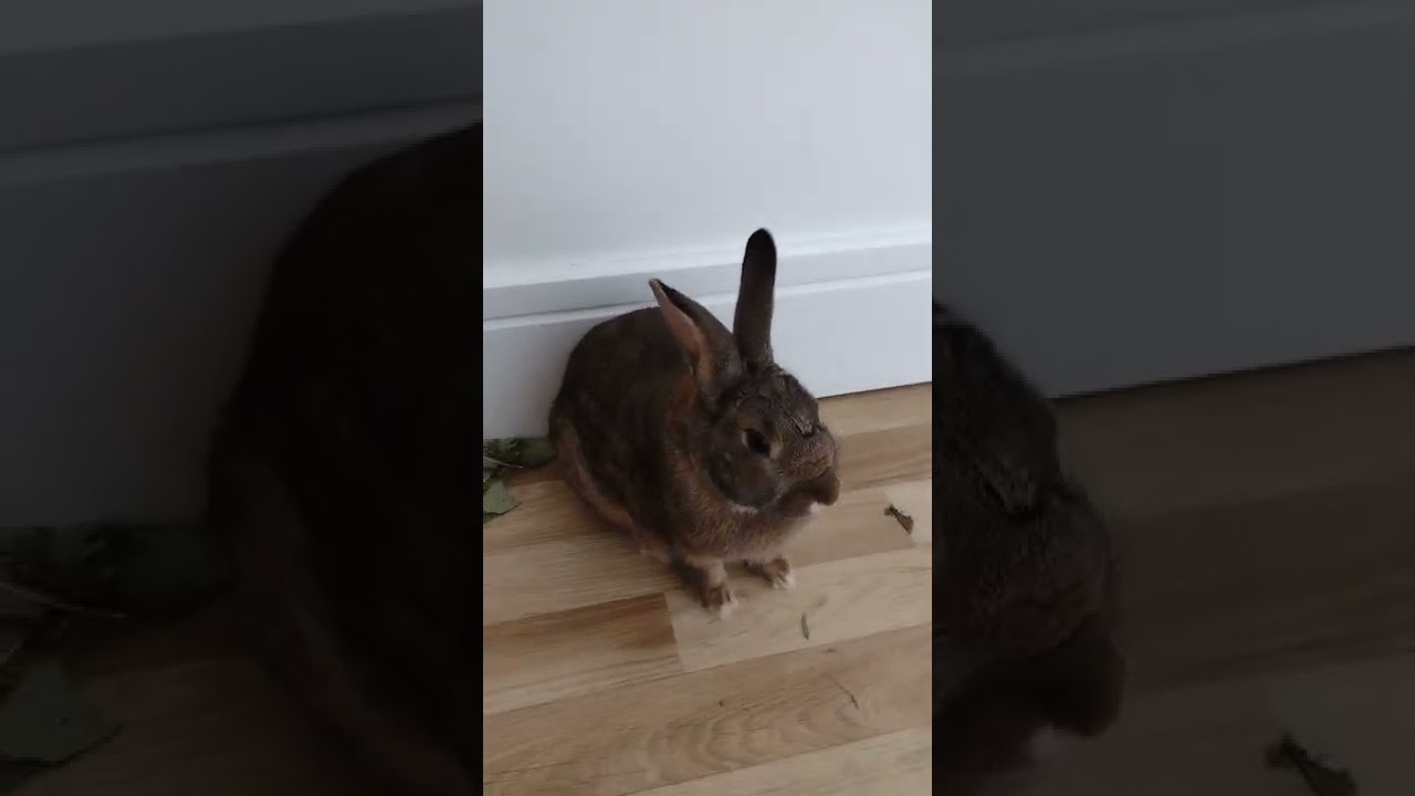 Всемогущий Кролик Топает Ногами, и да, он ГРОМКО!