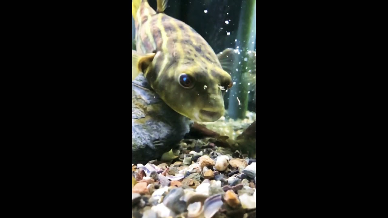 Pufferfish fahaka - der Nilkugelfisch in Aktion