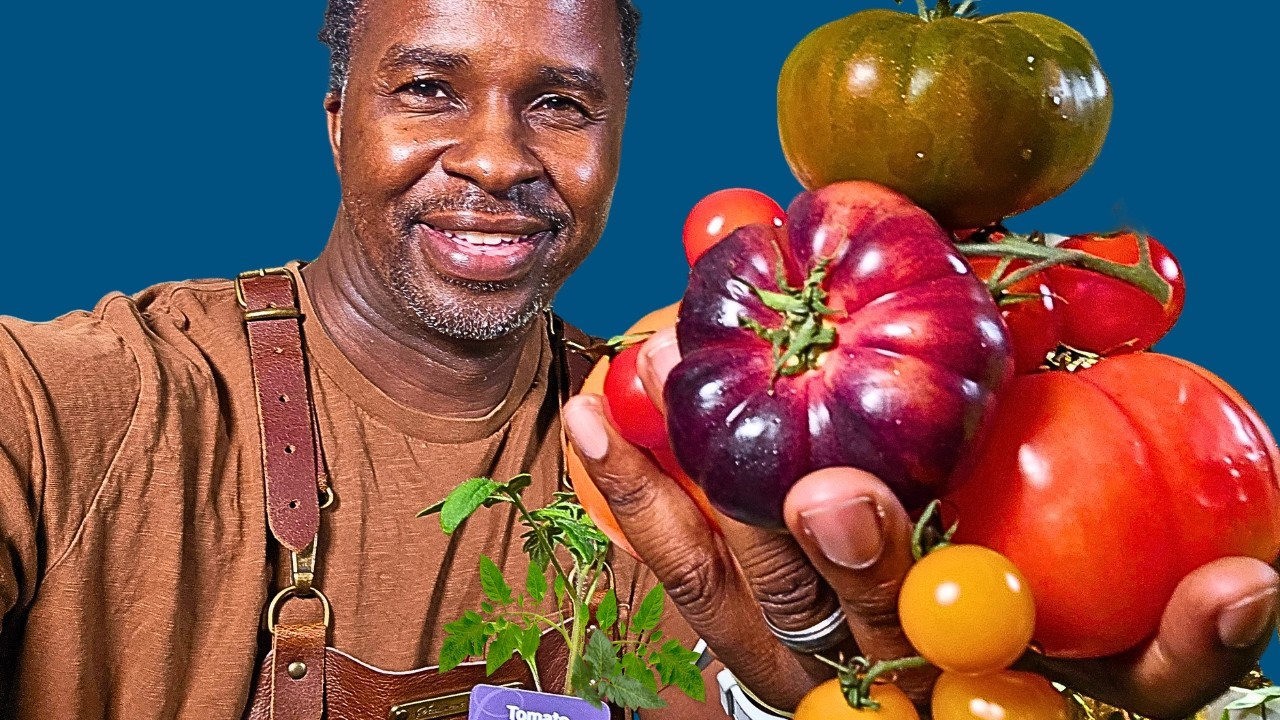 Как вырастить помидоры из семян &ndash; подробное руководство! 🍅 | Садовый стиль доктора Мака