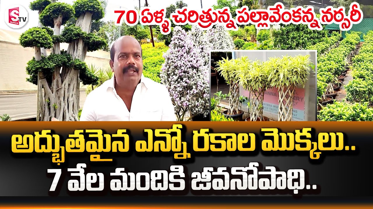 Palla Venkanna Nursery Gardens Kadiyam | All Types Of Variety Plants | SumanTV