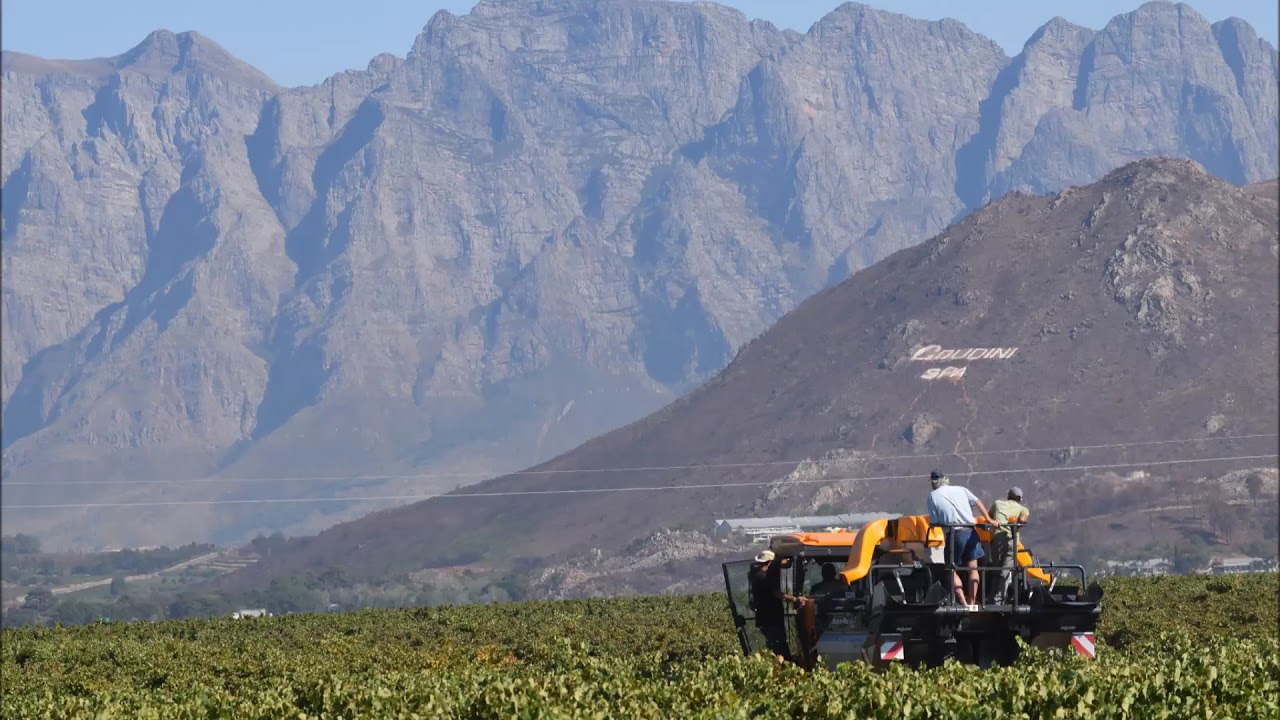 2017 Harvest with Pellenc in Rawsonville Colombard