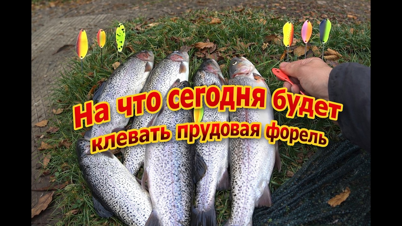 Прудовая форель в Германии | Ловля на блёсны | Baitcasting vs Spinning