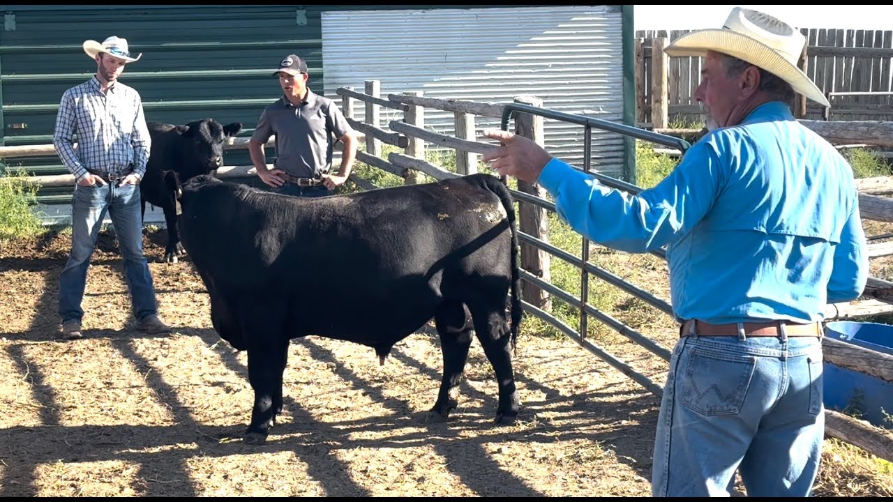 Herd Quitter® Minute - Bull Evaluation