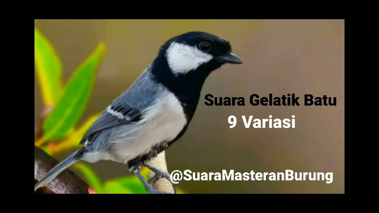 Suara Masteran Burung Gelatik Batu Atau Gelatik Wingko 9 Variasi #gelatikbatu  #gelatikwingko 