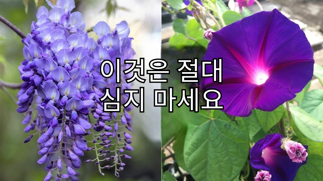 당신의 정원에 절대 키우면 안 되는 10가지 식물!
