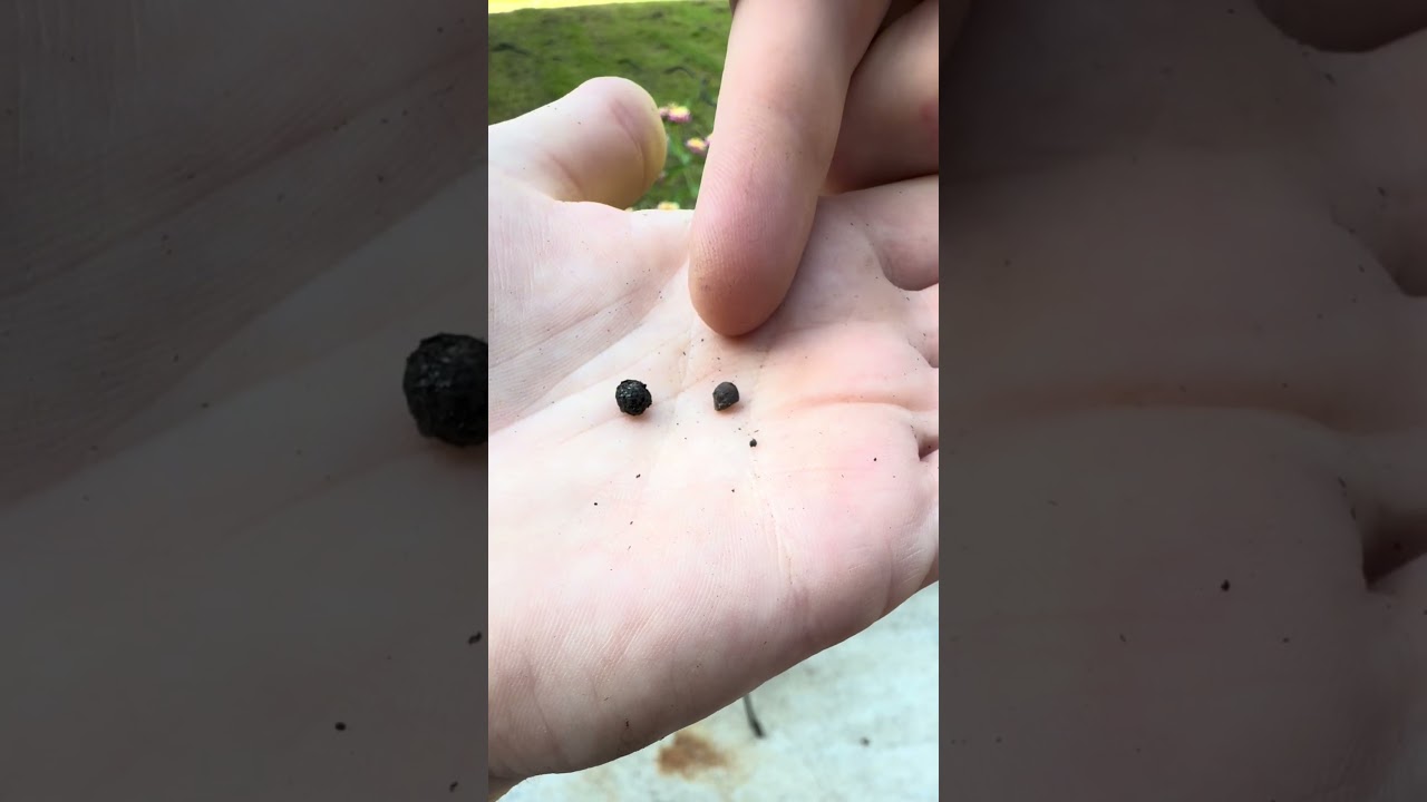 Harvesting Lantana Seeds