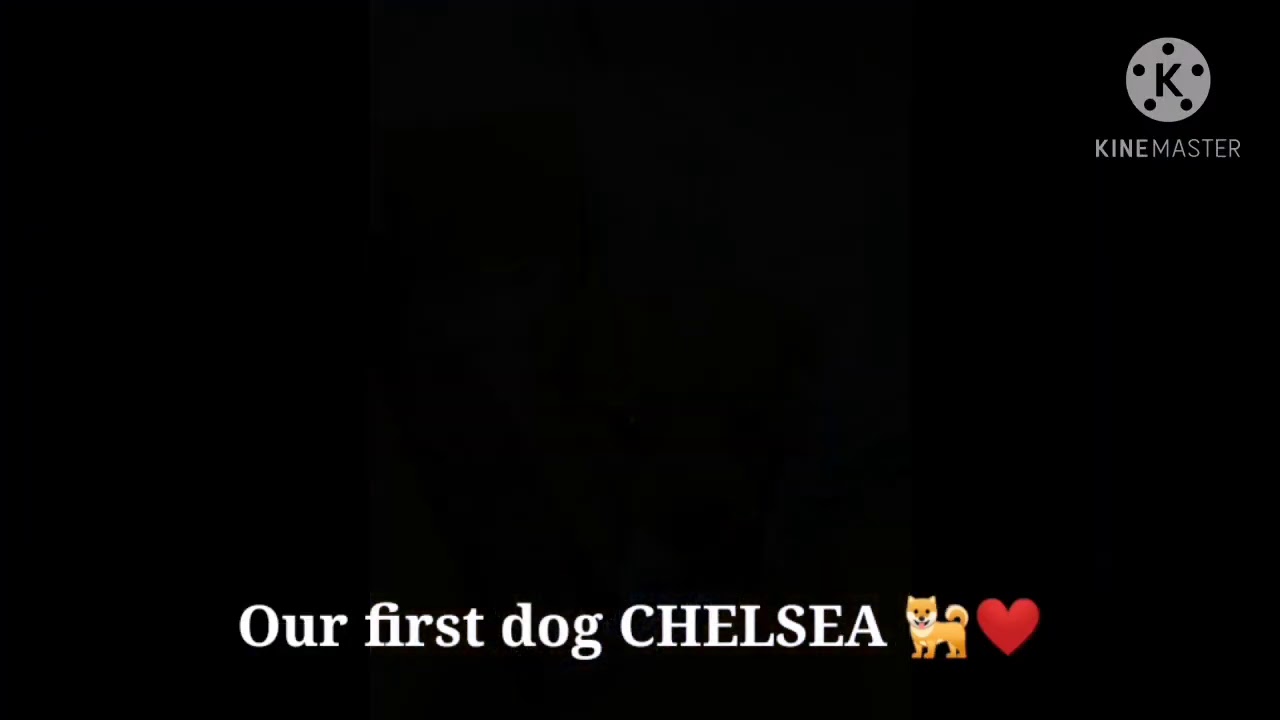 Chelsea 🐶💕