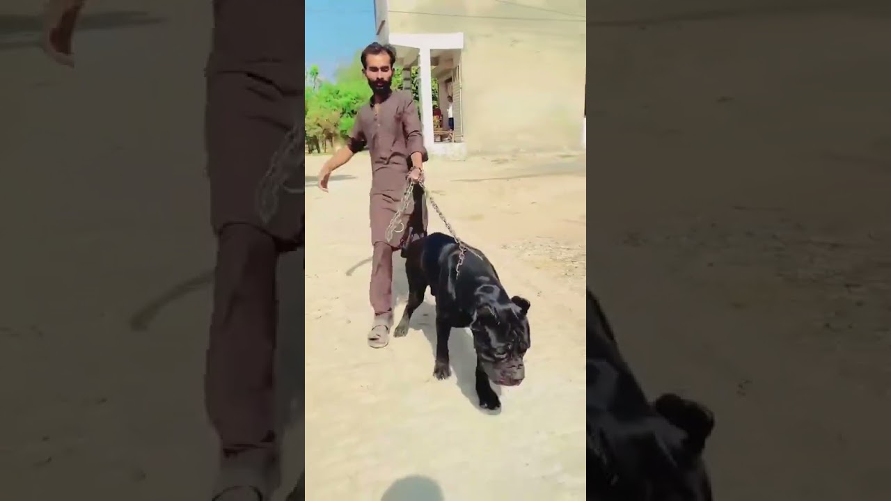 Hammad pet house 🏠