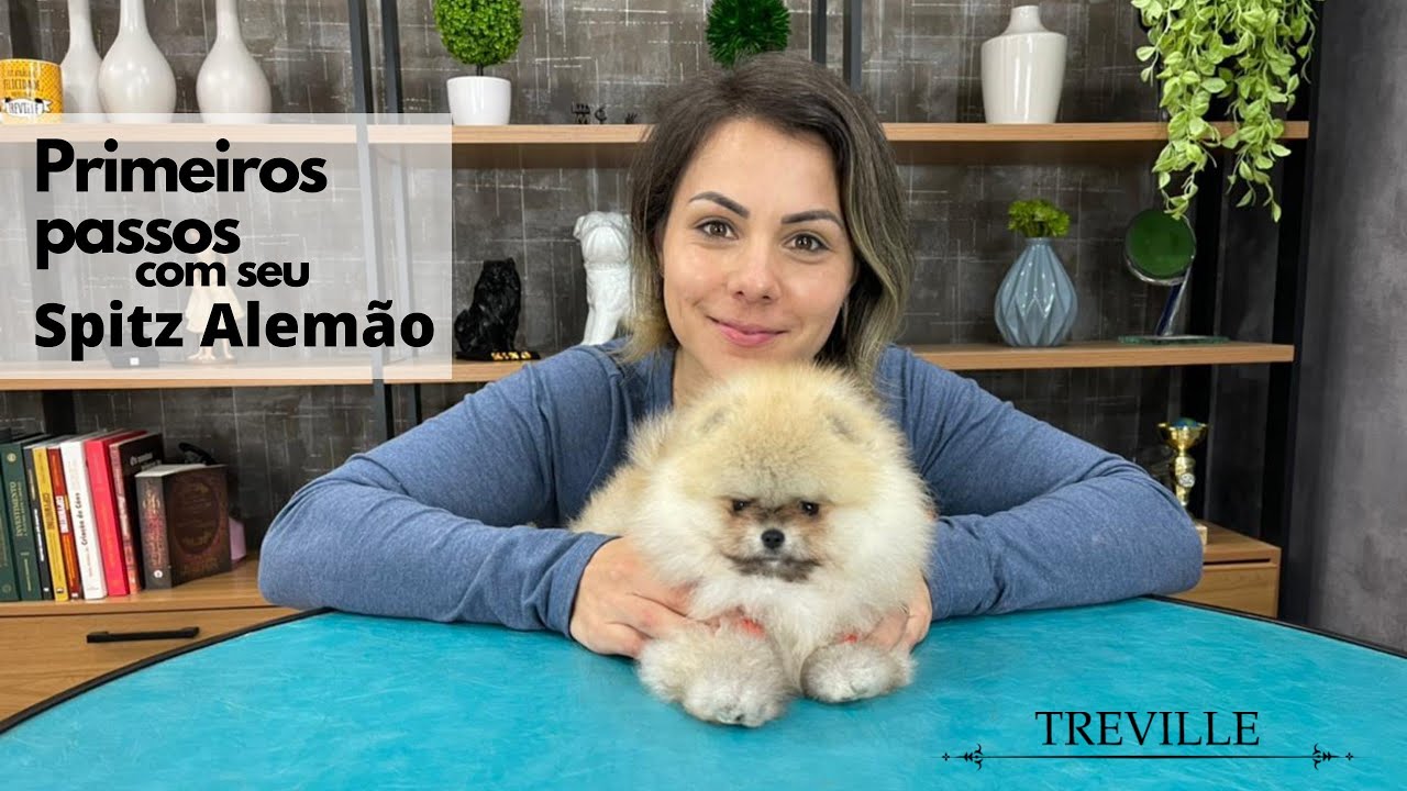 Primeiros passos - Recebi meu Spitz / Pomerânia e agora?