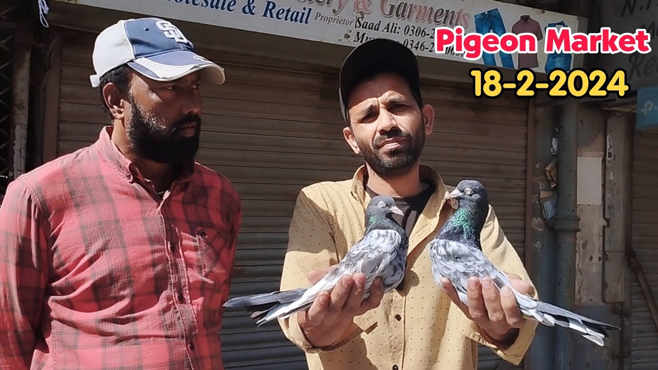 Pigeons Market Saddar Karachi Pakistan Royal Teddy Pigeons Latest Update 18-2-2024 in Urdu/Hindi