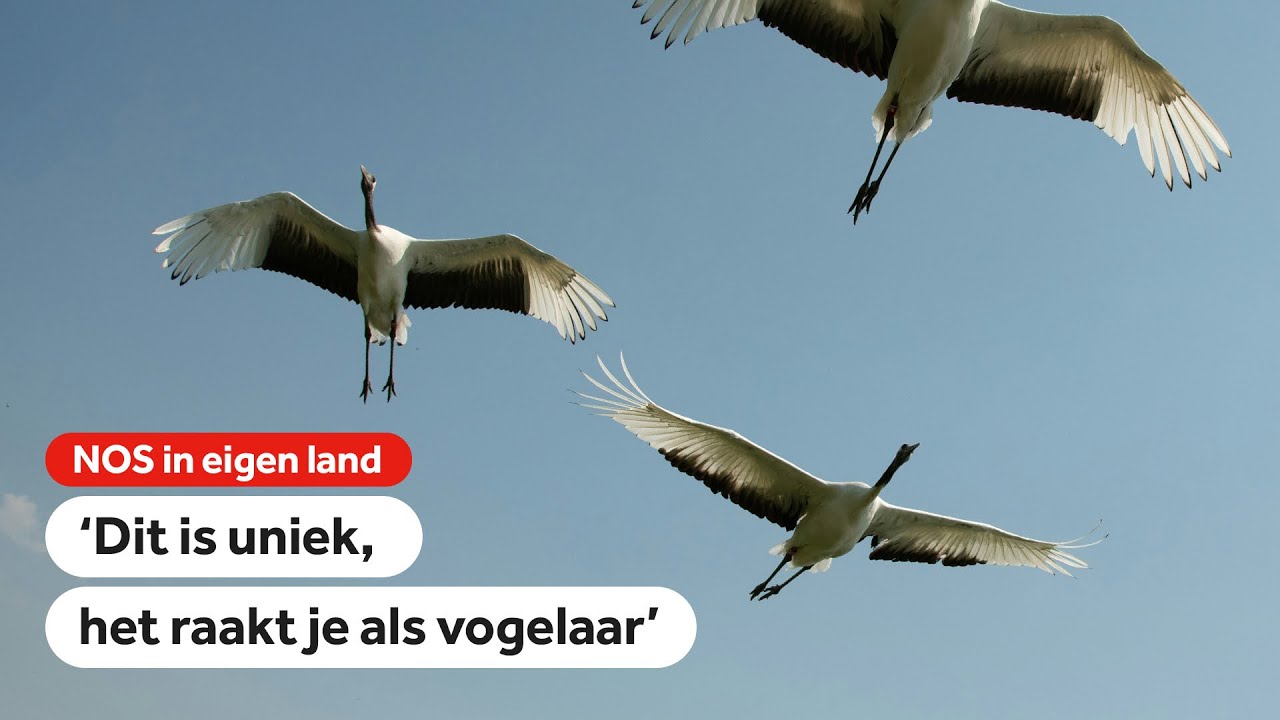 Kraanvogels trekken massaal over Nederland