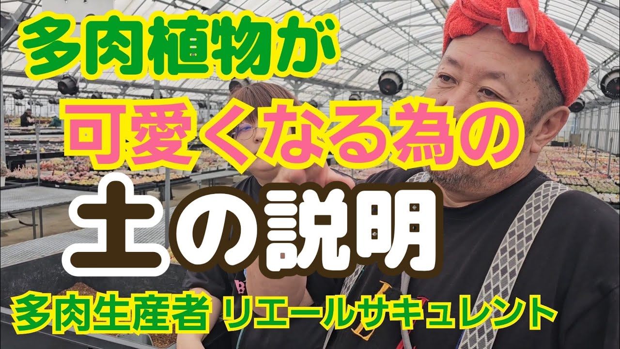 【多肉植物】【多肉が可愛くなる土の説明】多肉植物が可愛くなる為の土の説明‼️2026年3月1日