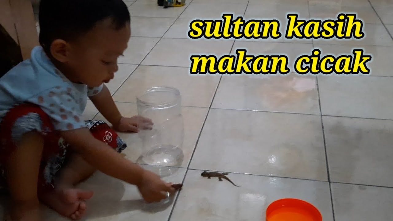 sultan tangkap cicak