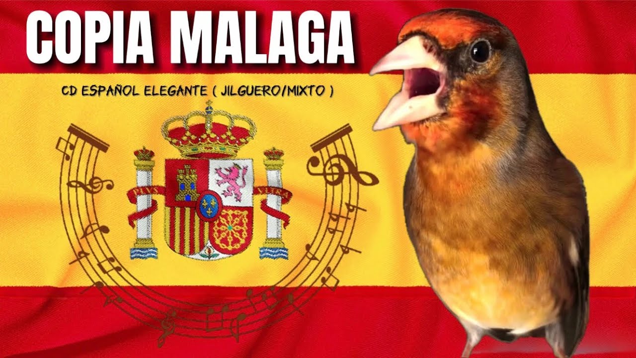 Copia Malaga Limpio elegante para memorización los niños jilguero y mixto / CD goldfinch sounds
