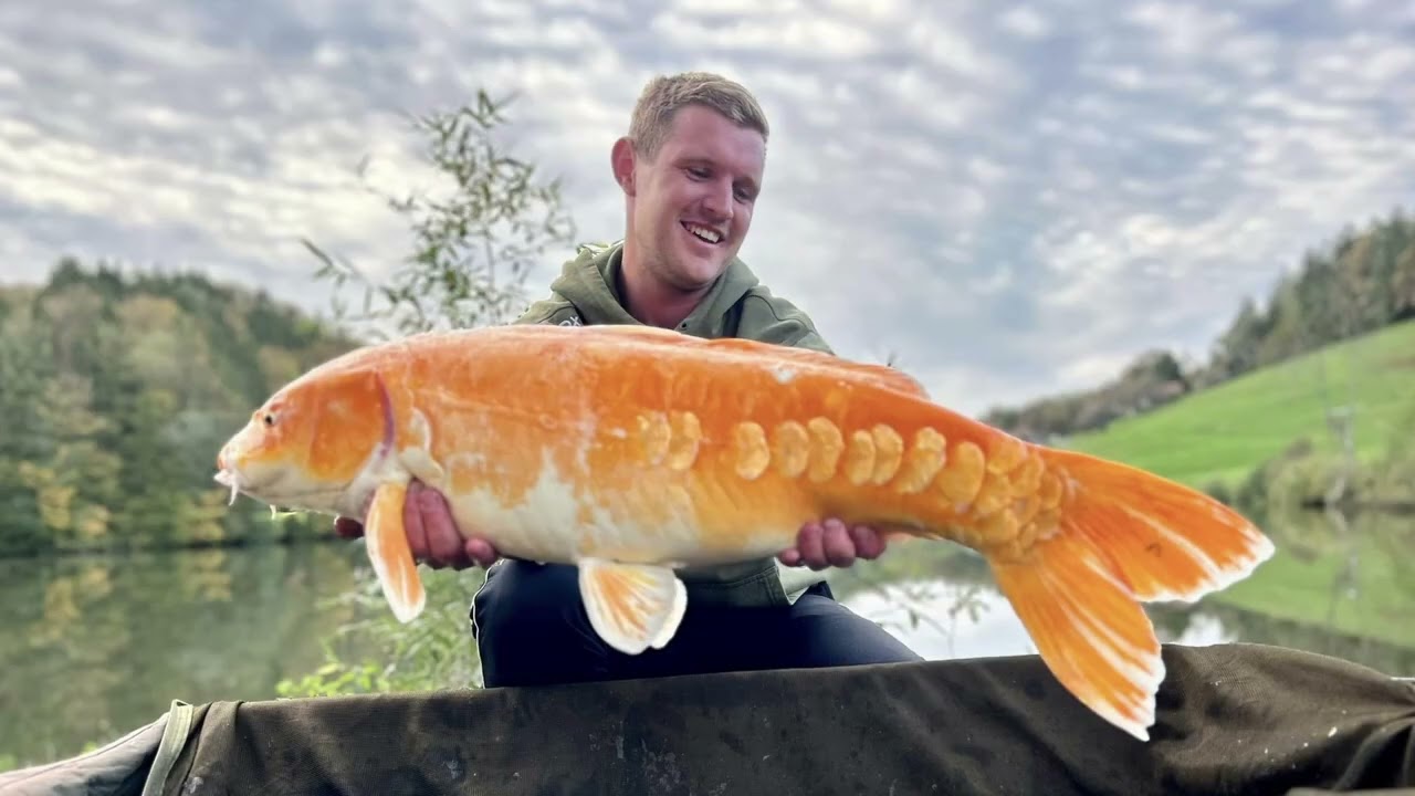 Karpfen und Waller angeln in Österreich am Inkognito Lake 2