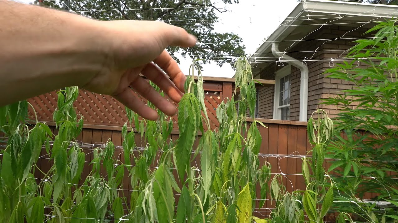 2023 Outdoor Cannabis Garden Tour | Garden Update [#12] - August 1