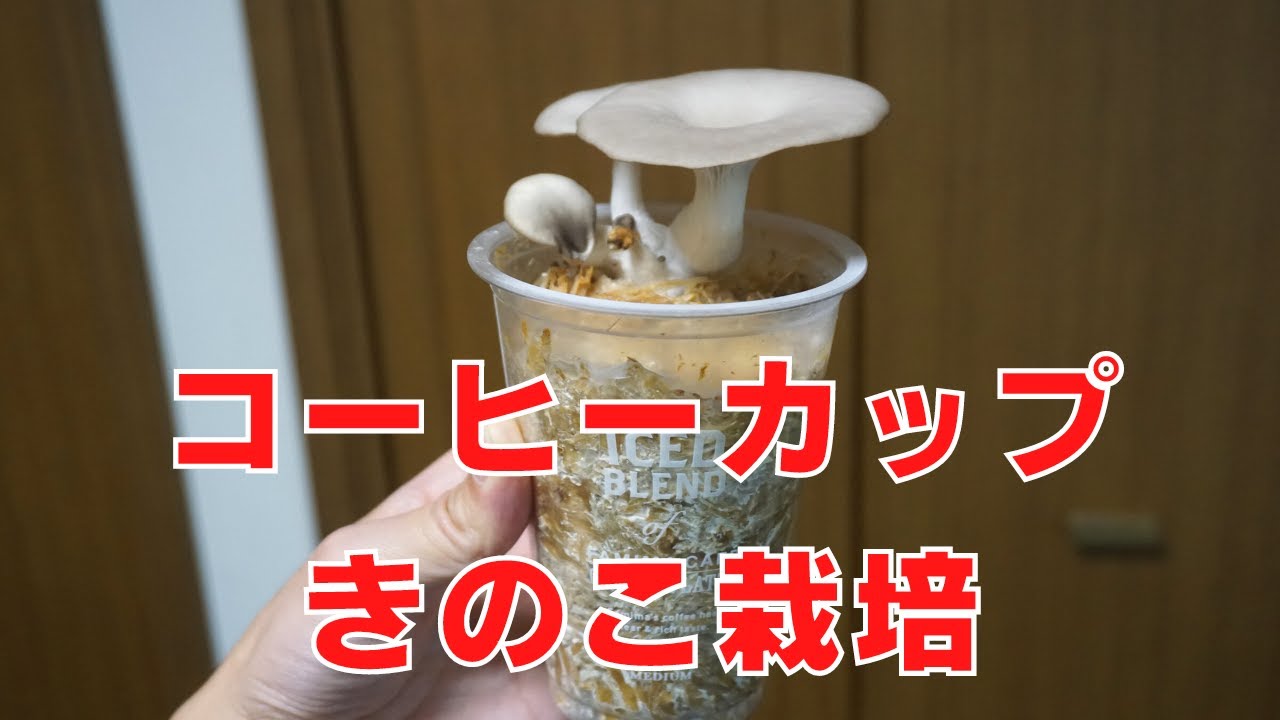 コーヒーカップきのこ栽培