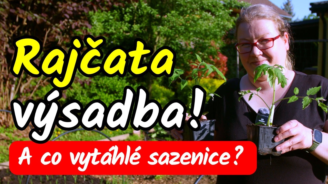 ⚠️🍅Vše o VÝSADBĚ RAJČAT! Jak ZACHRÁNIT VYTAHANÉ sazenice? Co do jamek pod rajčata?