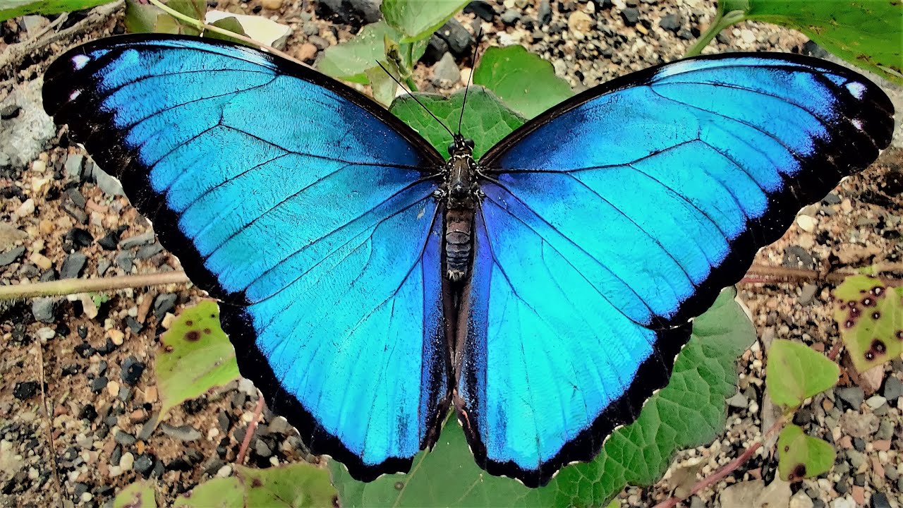 Blue Morphos in slow motion