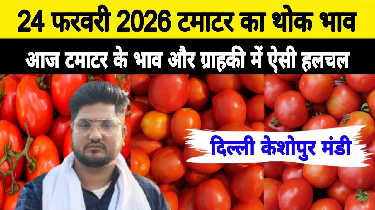 24 Feb 2026 Delhi 🍅 टमाटर होलसेल भाव | Keshopur Mandi | Today Tomato Rate #tamatar #tamatarmandi