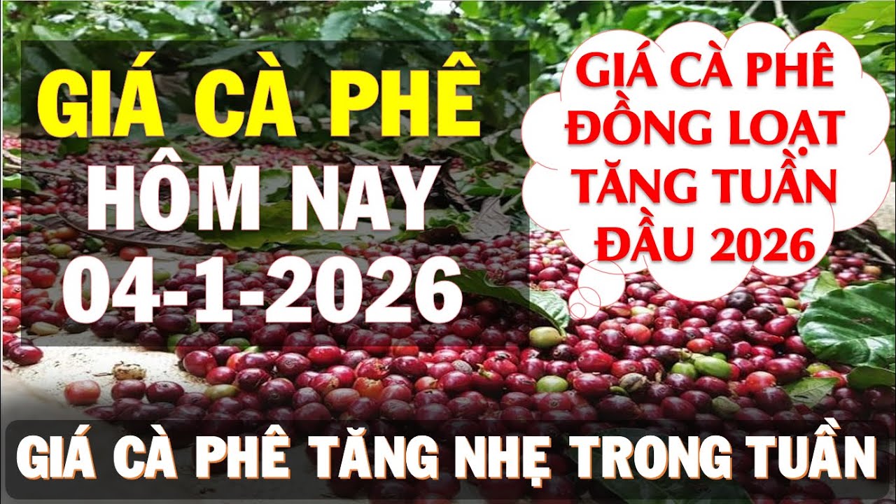 Gi&aacute; c&agrave; ph&ecirc; h&ocirc;m nay ng&agrave;y 04/1/2026|Gi&aacute; c&agrave; ph&ecirc; tuần đầu năm 2026 t&iacute;ch cực