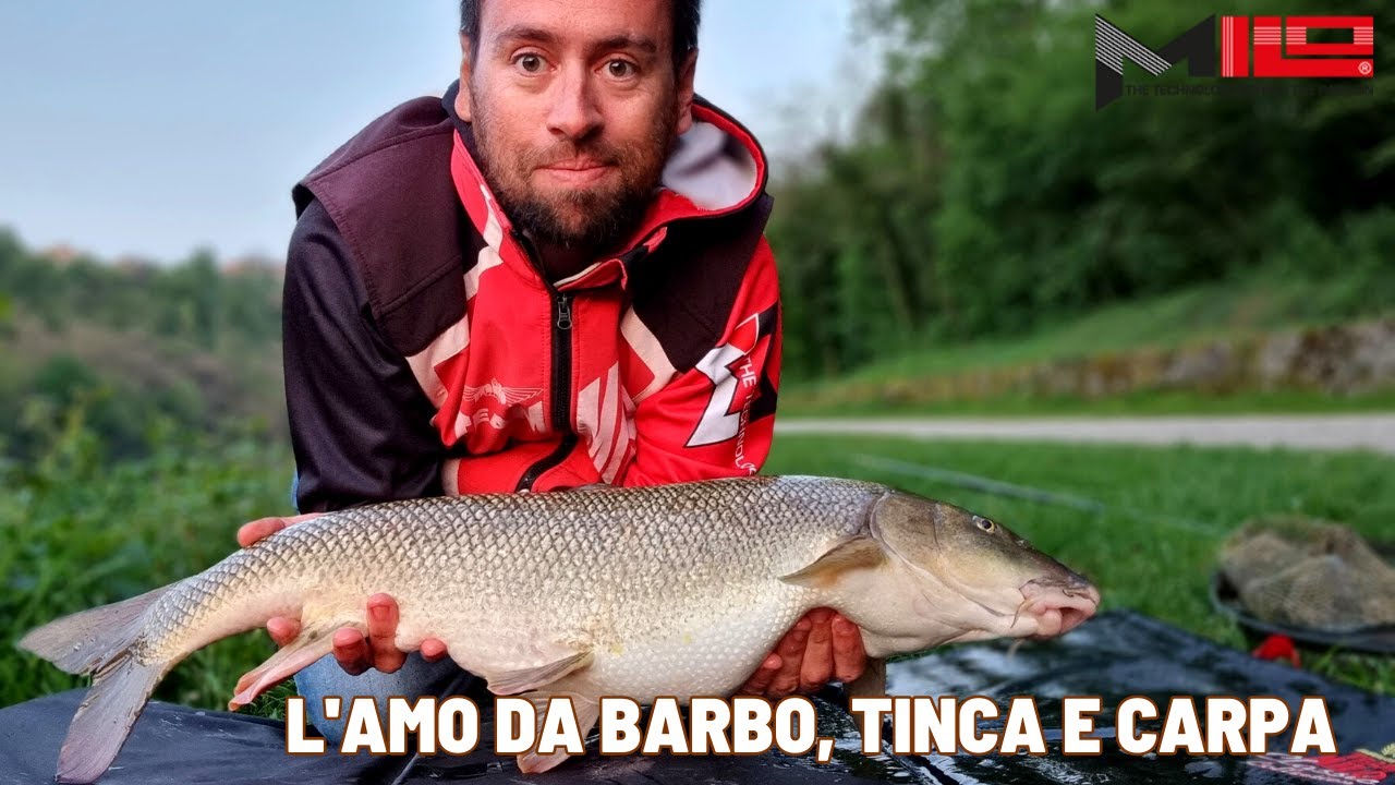 MILO SPOT - Il Giusto Amo per Barbi, Carpe e Tinche XXL
