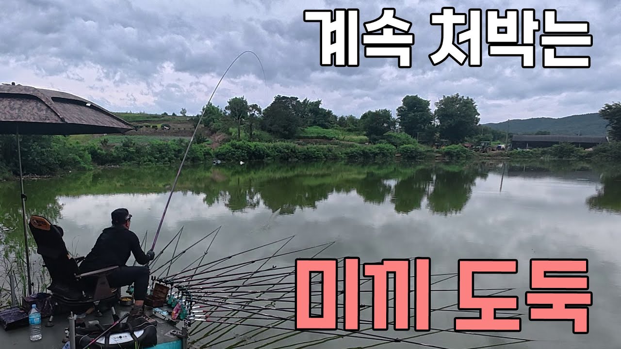 계속 처박는 미끼 도둑 붕어낚시