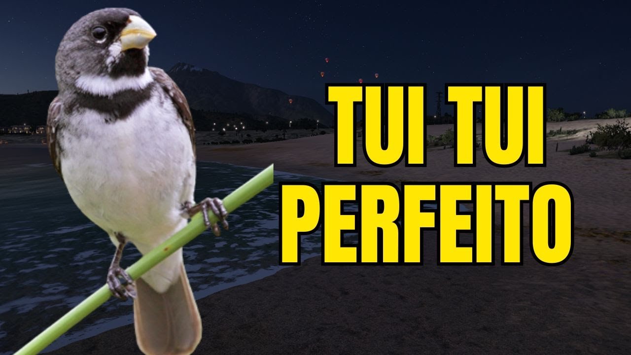 CANTO DO COLEIRO TUI TUI PERFEITO PARA ESQUENTAR COLEIRO E ENSINAR COLEIRO E PAPA CAPIM PARDO