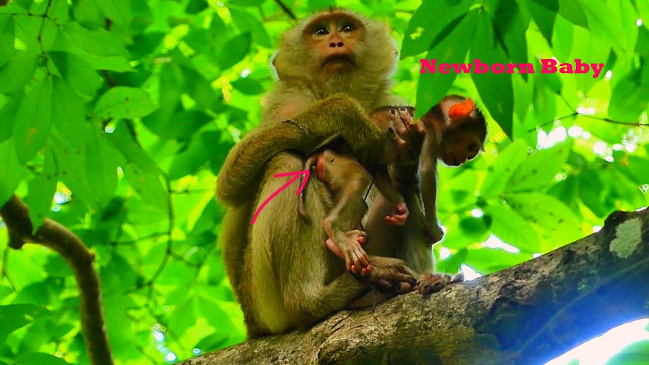 First Moments of Love: Young Monkey Mother Holds Her Newborn
