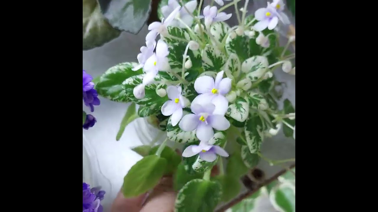 N: 566 Fialkalarda trelerlar parvarishi#flowers #violet #plants #фиалки #цветы #beatiful 