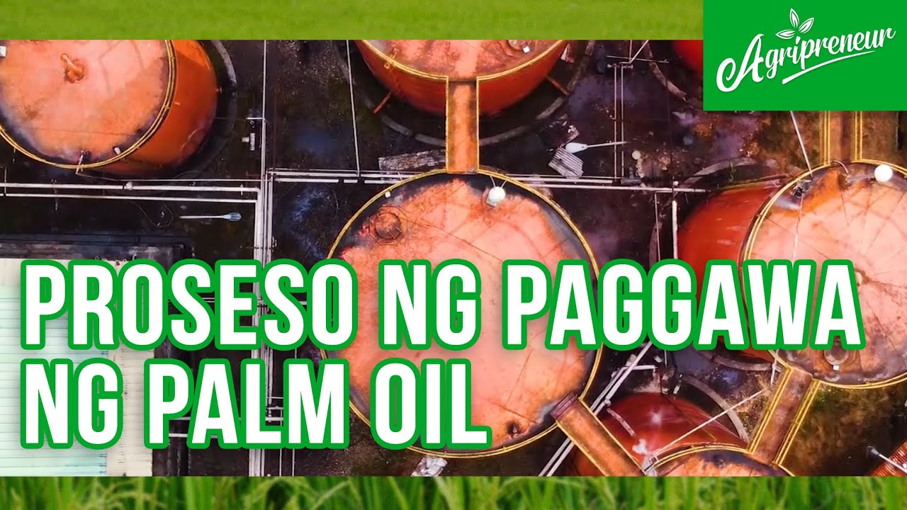 Paggawa ng Palm Oil kasama ang Caraga Oil Refinery Inc.