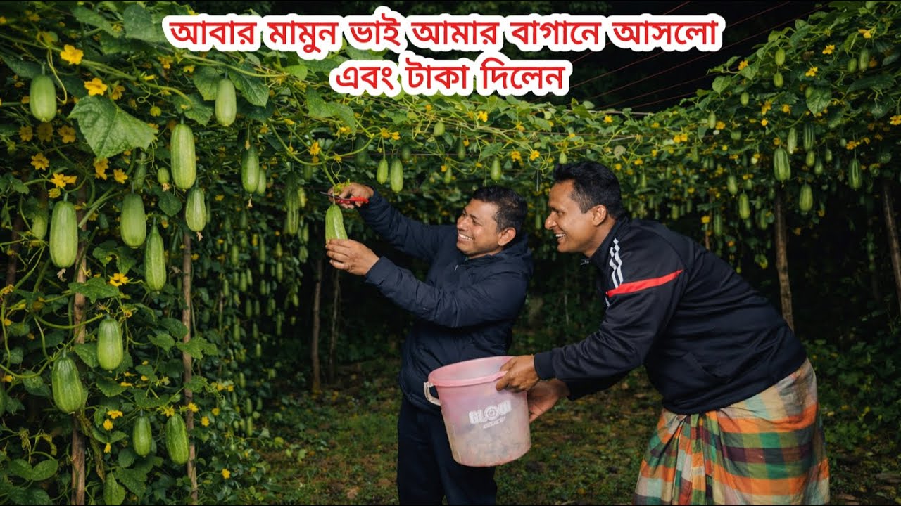 আবার মামুন ভাই আমার বাগানে আসলো এবং টাকা দিলেন