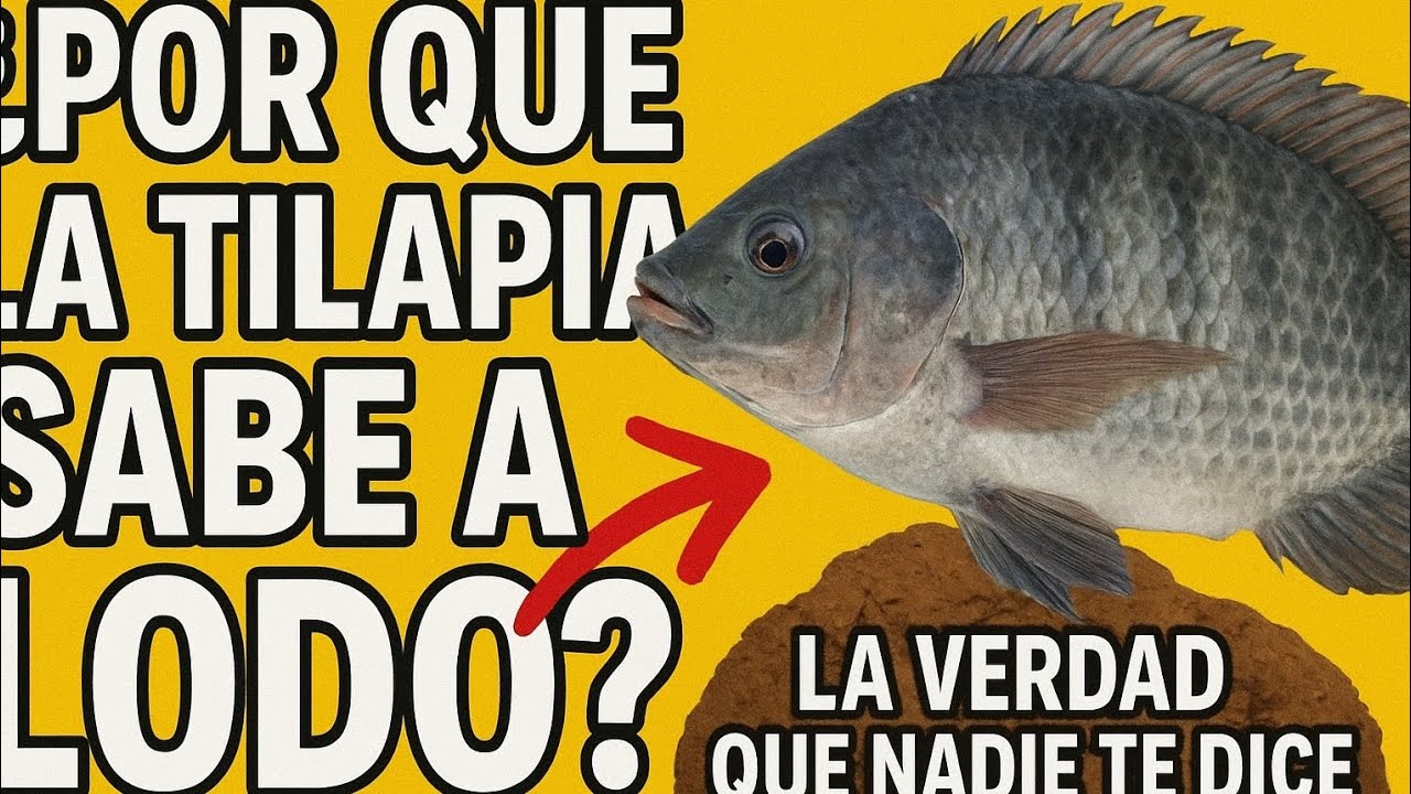 Por Qué la Tilapia Sabe a Lodo? La Verdad Que Nadie Te Dice.