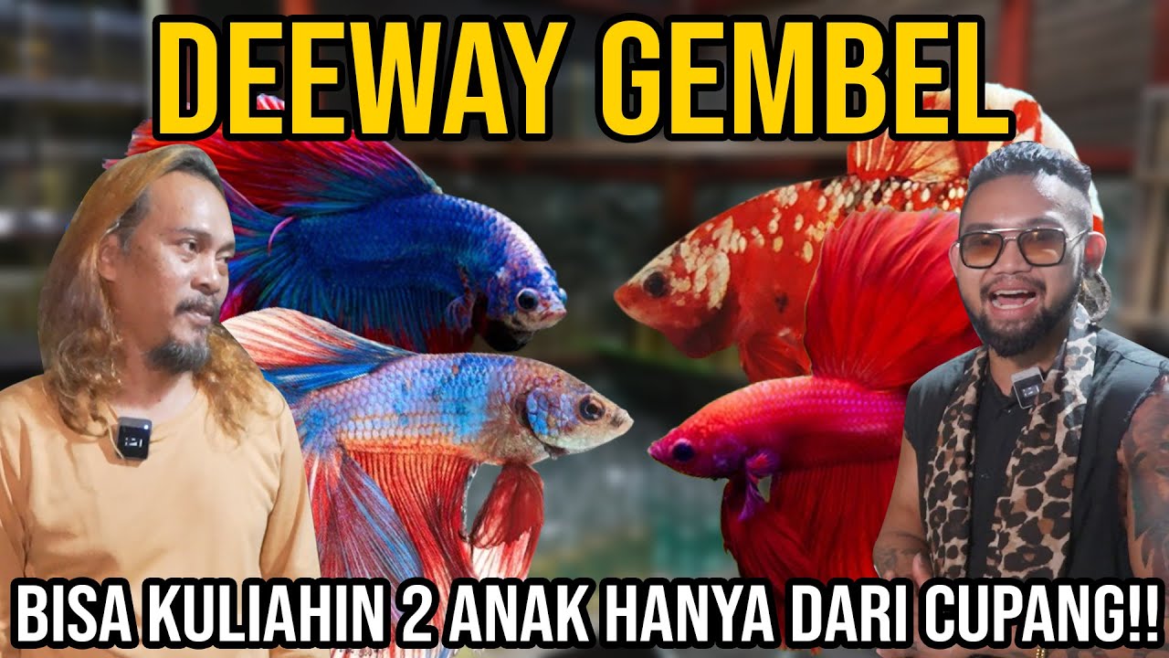 DEEWAY GEMBEL!! BISA KULIAHIN 2 ANAK HANYA DARI CUPANG?? Audreykingofthejungle 