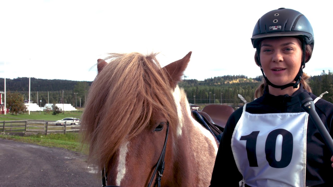 S&ouml;k Hippologprogrammet islandsh&auml;st!